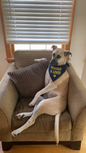 Rescue Dog Bandana "Rescued & Loved