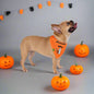 "Halloween Pet Bandana"